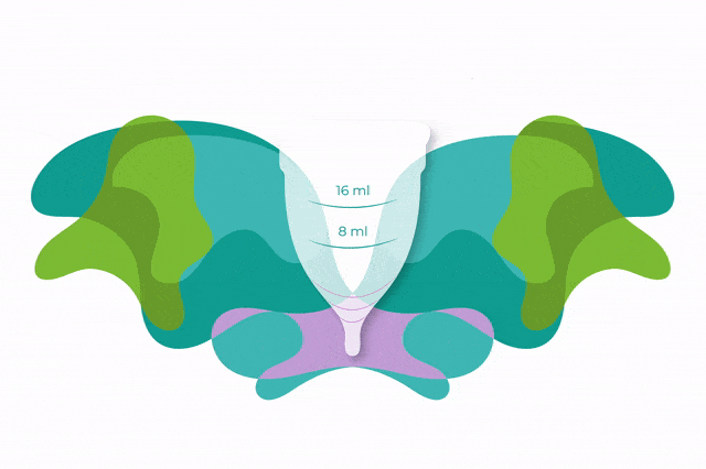 Evacopa mariposa