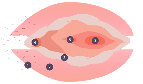 Infografía conoce tu vulva
